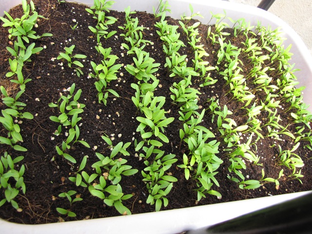 Tajagro split coriander