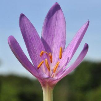 Meadow saffron