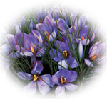 Saffron flowers