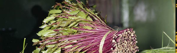 Khat Leaves Suppliers India,Indian Khat Leaves Supplier, Khat Leaves Supplies, Fresh Khat-Fresh Khat Manufacturers, Suppliers and Exporters