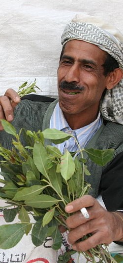 Fresh Khat-Fresh Khat Manufacturers, Suppliers and Exporters