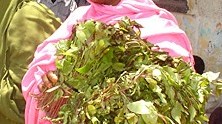 Khat Leaves Suppliers India,Indian Khat Leaves Supplier, Khat Leaves Supplies, Fresh Khat-Fresh Khat Manufacturers, Suppliers and Exporters