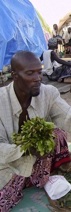 Fresh Khat-Fresh Khat Manufacturers, Suppliers and Exporters
