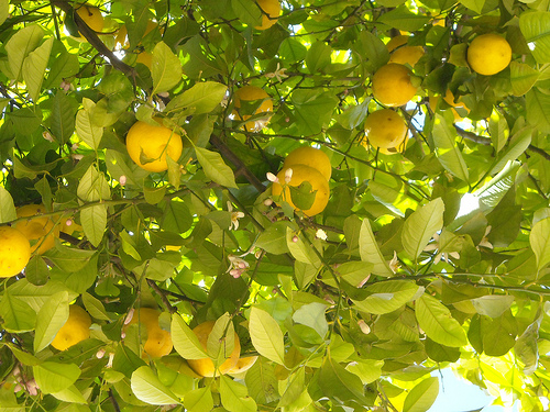 nimbu plants