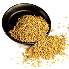 Taj Agro  Mustard Seed