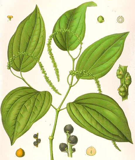 Safed Mirchi (White Pepper) Plants