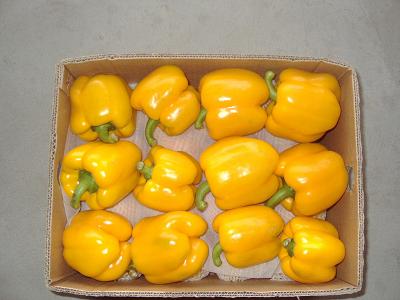 yellow pepper in the Box