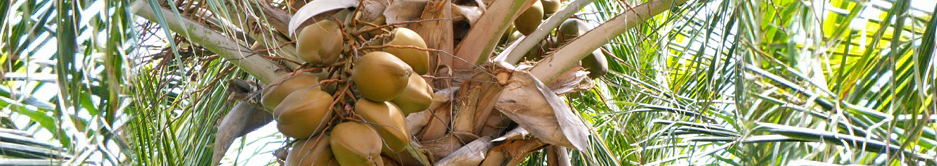 Coconut-palms