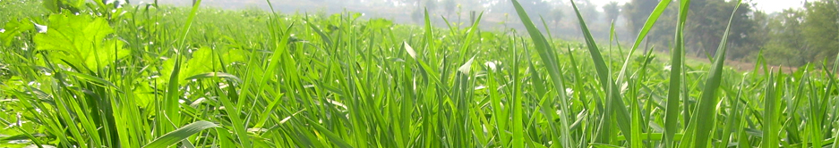 Agri field