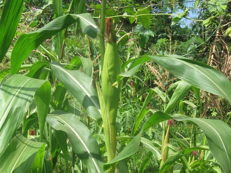 Corn - Crop - Maize