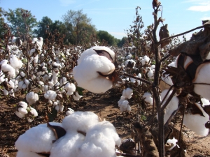 tajagro_cotton-field