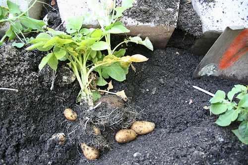 These potato plants