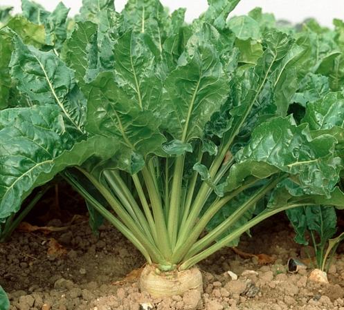 sugar beet plant