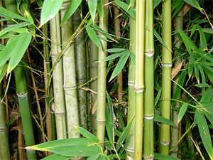 tajagro_Bamboo is a group