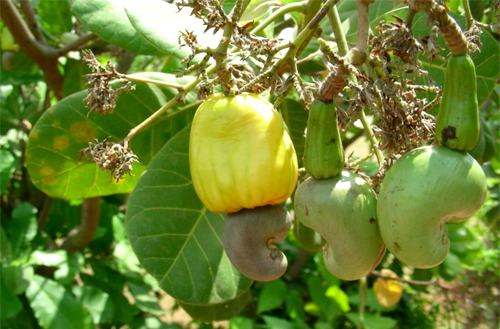 tajagro_Cashew-nut tree