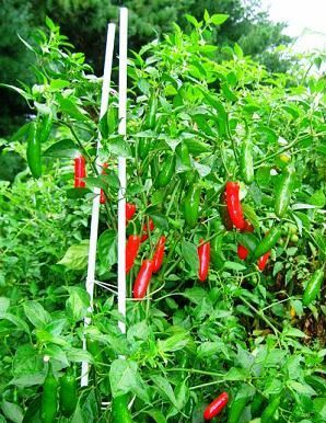 tajagro_Chilli plants