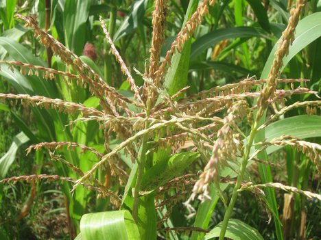 tajagro Corn - Crop