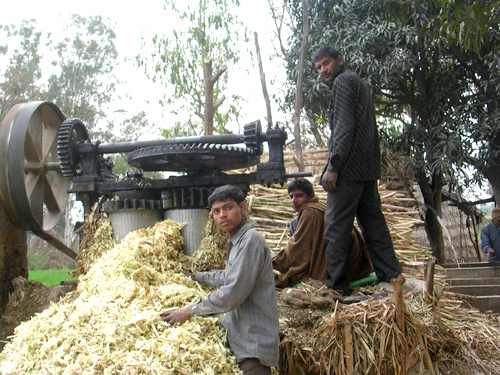 tajagro_Village-sugar-cane