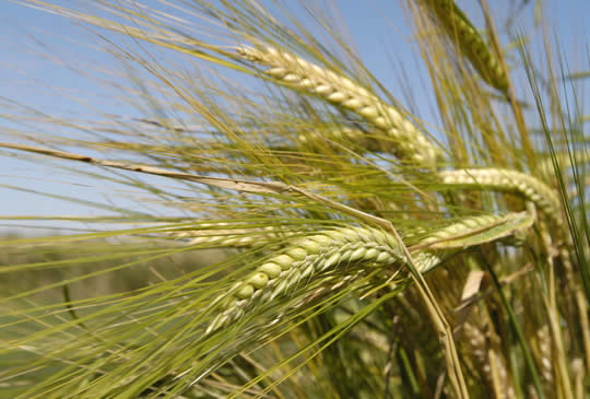 tajagro barley