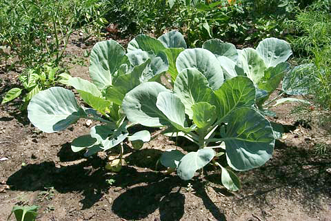 tajagro Cabbage plants