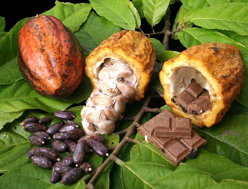 tajagro_cacao_produces