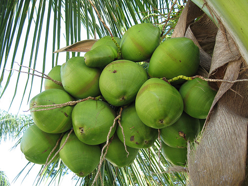 tajagro_coconuts