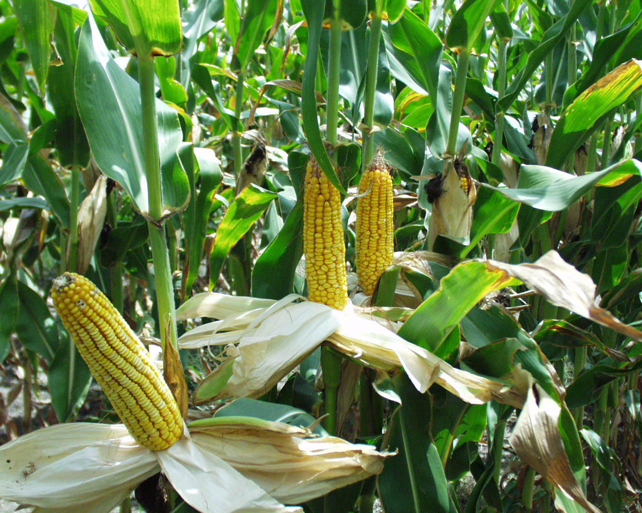 tajagro crops grown