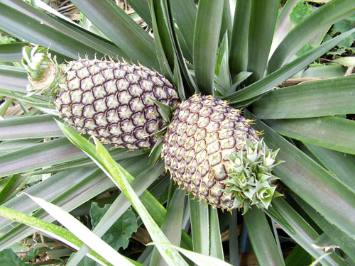 tajagro_fruit-pineapple