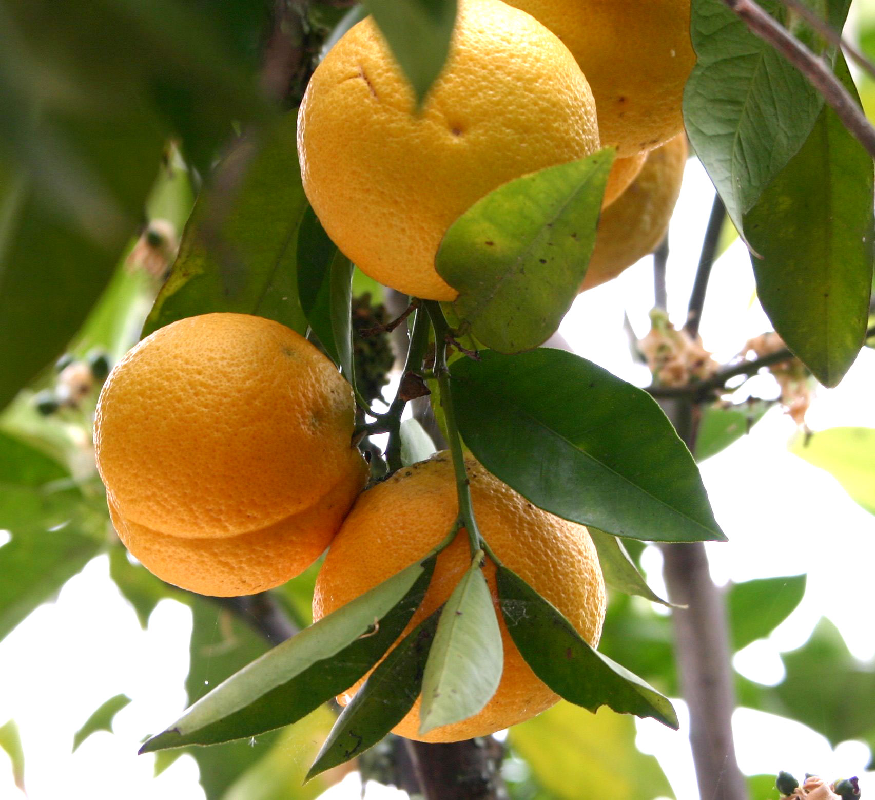 tajagro_oranges-tree