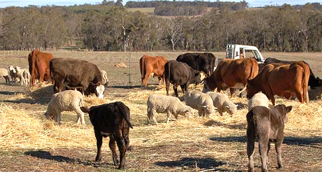 tajagro_sheep-and-cattle