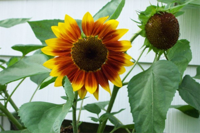 tajagro_sunflower