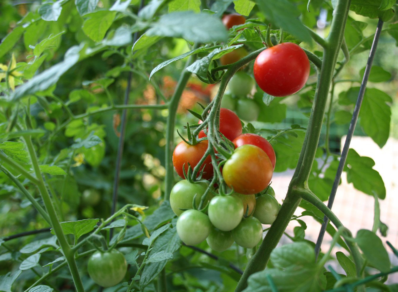 tajagro_vine-tomato-plant