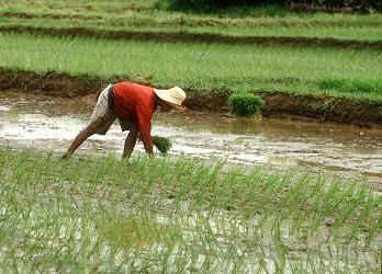 riceplanting