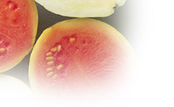 Guava Fruit Facts