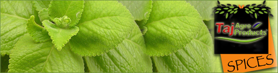 ajwain plants