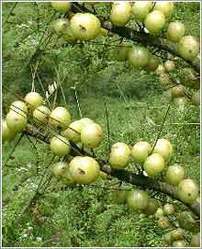 Amla 