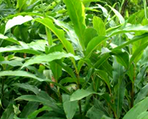Black-Cardamom-Plant