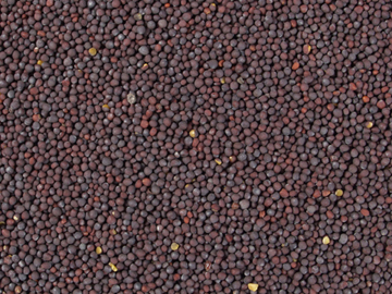 mustard seeds