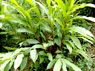 Cardamom Plant