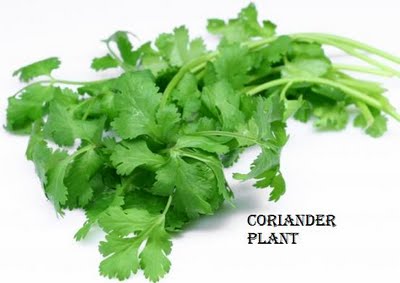 Coriander image