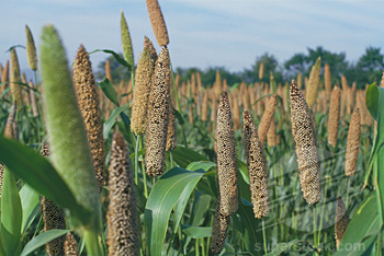 Green Bajra