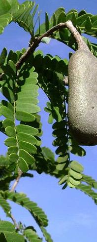 Tamarind tree