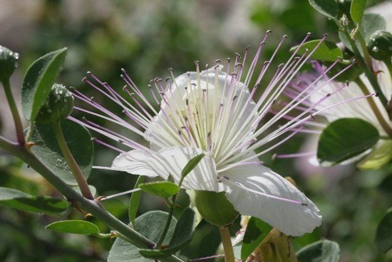 capers flower