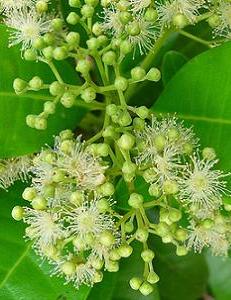 allspice leaves