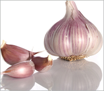 garlic-images
