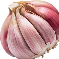 garlic-side-banner
