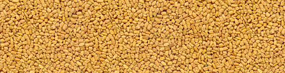 Fenugreek-Seeds