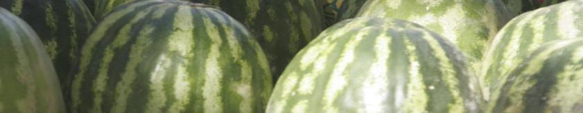 watermelontopbanner                      