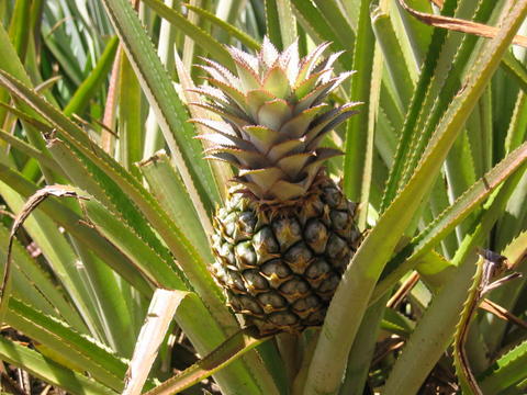 pineapple