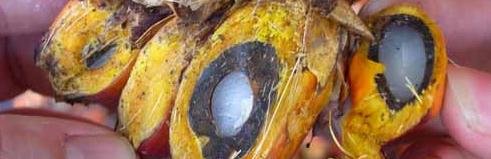 palm seeds